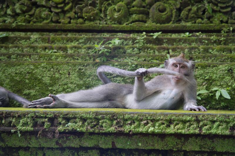 Monkey in Bali. Delphine Casimir / Comedywildlife