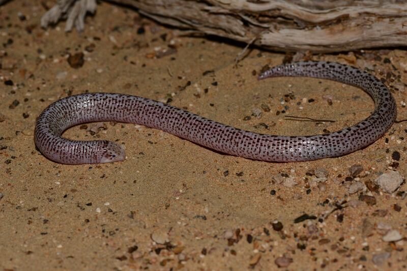 Zarudnyi’s worm lizard (Diplometopon zarudnyi). Photo: Supplied by Johannes Els