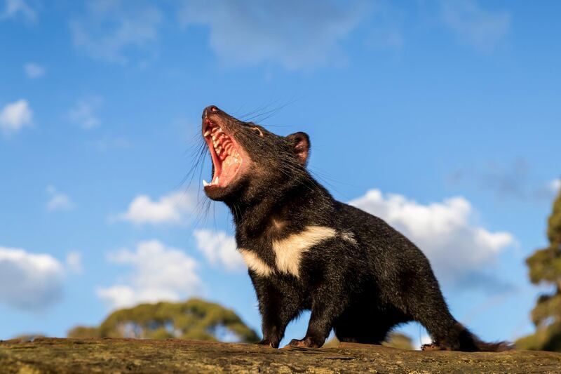 A Tasmanian devil walking in the wild in mainland Australia.  AFP  / Aussie Ark