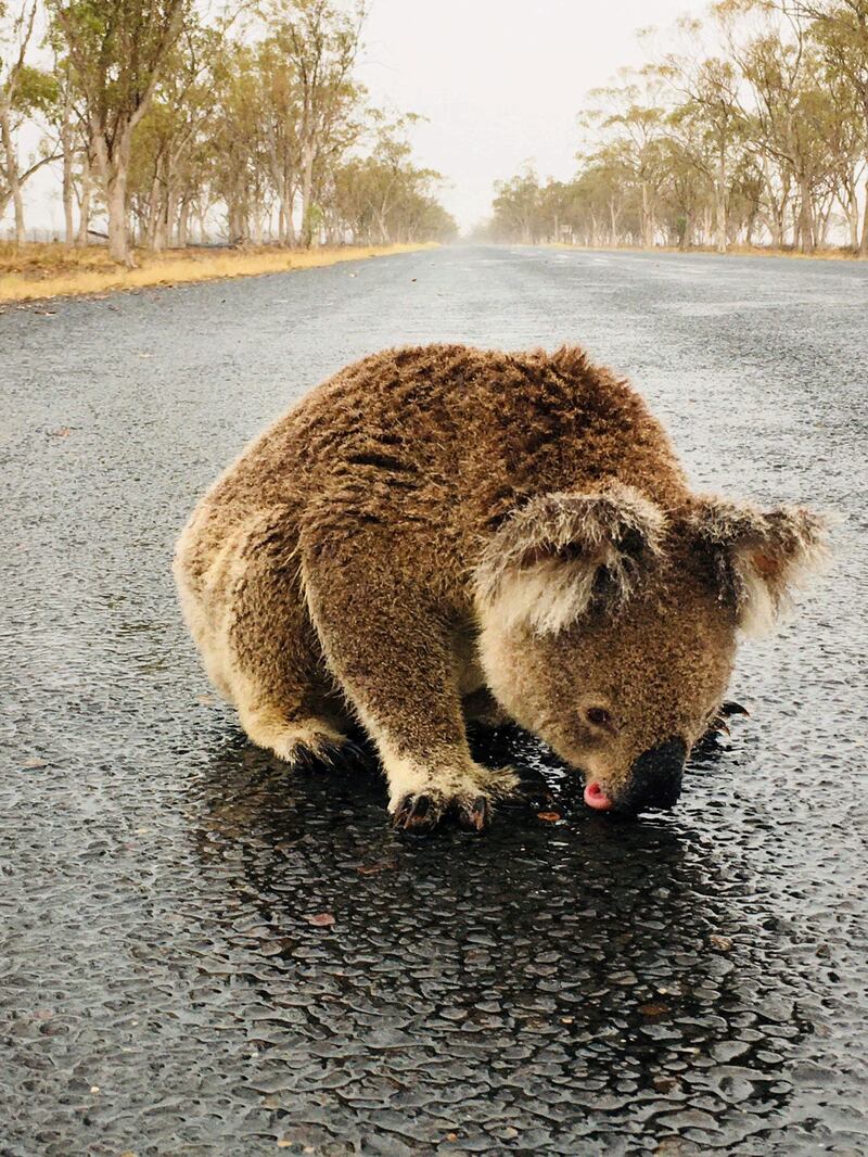 A koala licks rainwater off a road near Moree, New South Wales, Australia. Reuters