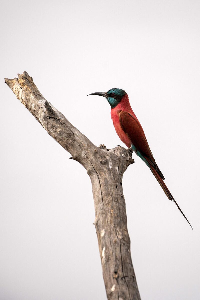 A northern carmine bee eater pictured at Dinder National Park. The park has more than 160 bird species and is a major flyway for migrating species. AFP