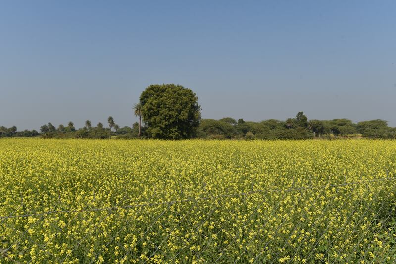 Mustard fields near Shahpura Bagh