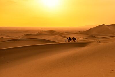 Camel Caravan in Sand Dune. Getty Images