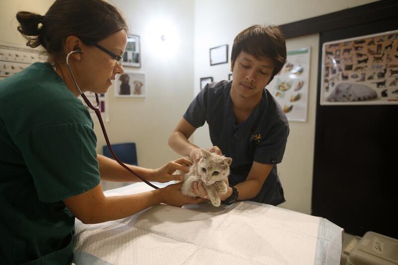 A stray cat is checked at Australian Veterinary Hospital as part of a campaign by Animal Welfare Abu Dhabi to trap, neuter and release cats. Ravindranath K / The National