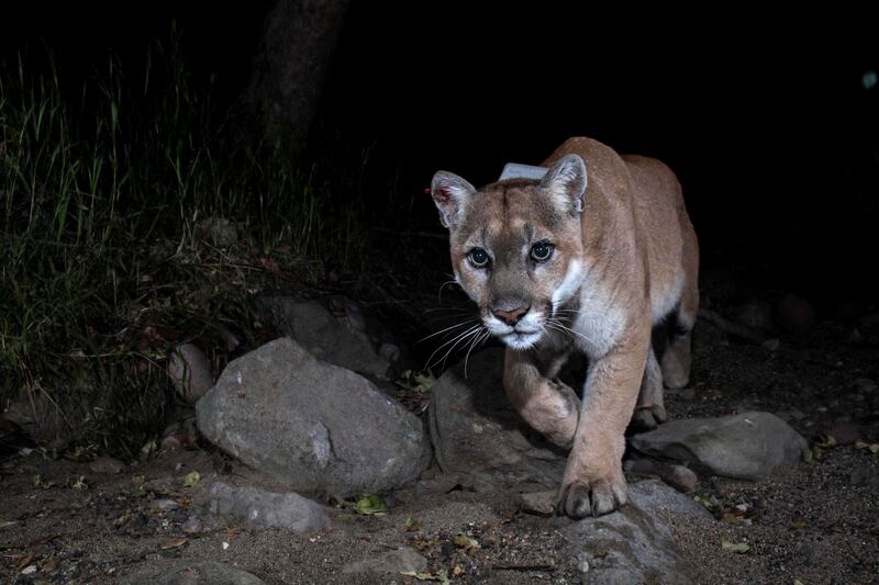 A trail camera picture of mountain lion P-22 in Los Angeles, California. Reuters