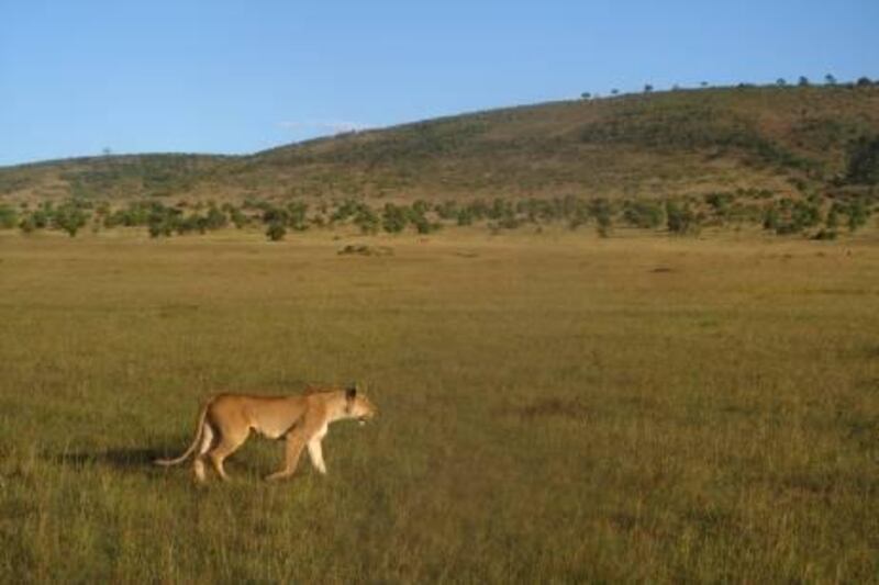 Lion in Masai Mara Game Reserve, Kenya. Photo credit Scott Macmillan. 