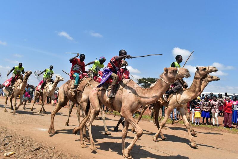 Camels race during the 29th edition of the Maralal International Camel Derby at Maralal, Samburu County, Northern Kenya. Andrew Kasuku / AFP
