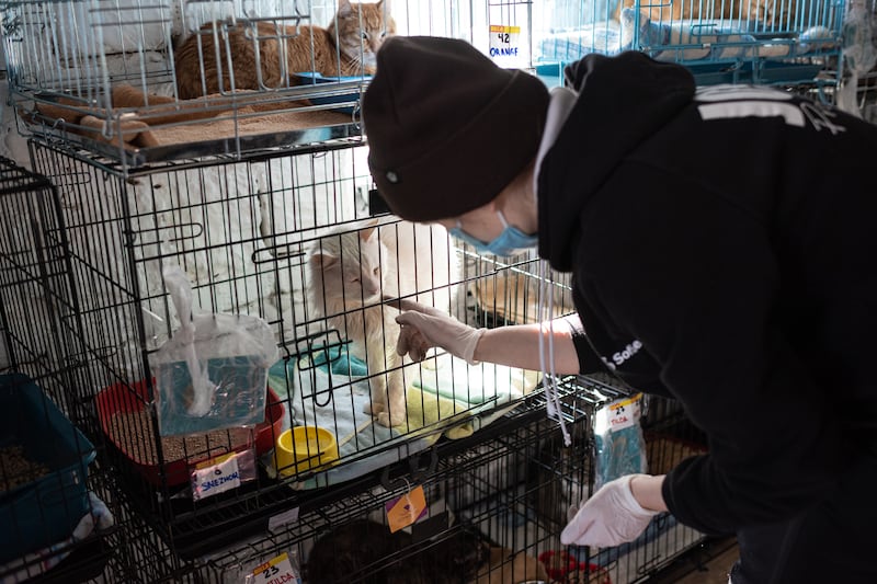 A volunteer plays with a cat inside a cage in Lviv. Getty