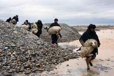 Villagers carry sheep along a flood-hit area in the Arghandab district of Kandahar province in southern Afghanistan where heavy rains swept away homes and vehicles AFP
