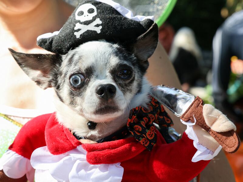 A dog wears a pirate costume. Reuters