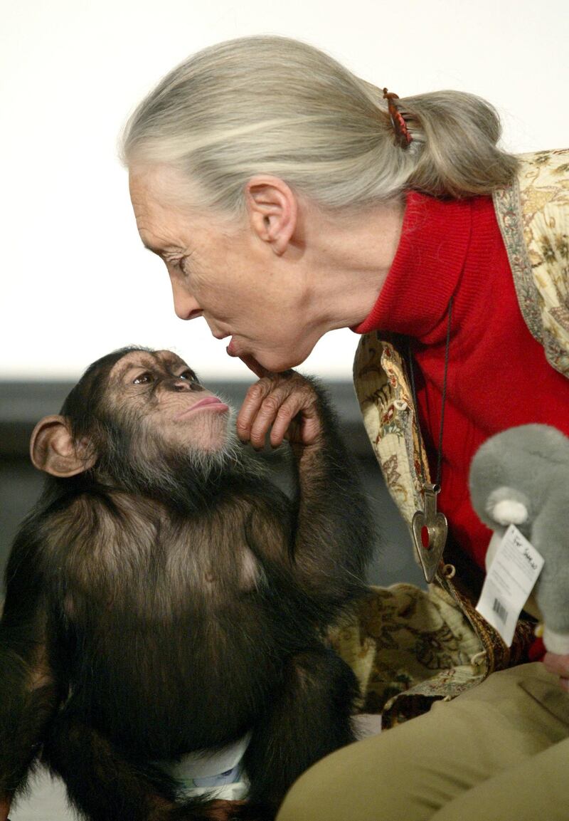 Goodall with Pola, a young chimpanzee, in Budapest Zoo in December 2004, more than 40 years after she began her pioneering study of the primates. AFP