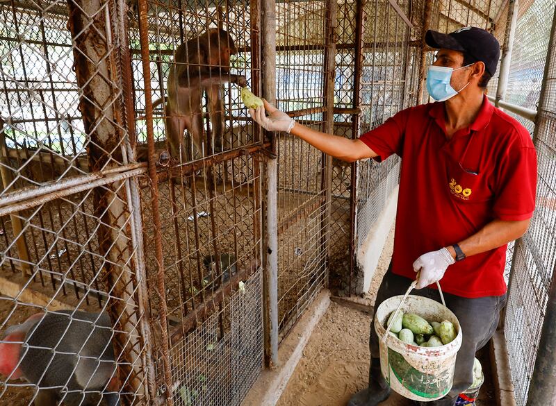 The original animals at the zoo were smuggled through tunnels from Egypt over a decade ago