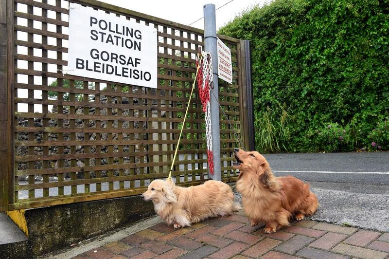 Dogs wait for their owner outside a polling station in Penally, Wales. Reuters