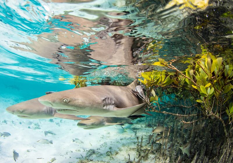 Runner Up, Mangroves & Underwater, Jillian E Morris, Bahamas. Photo: Jillian E Morris / Mangrove Photography Awards