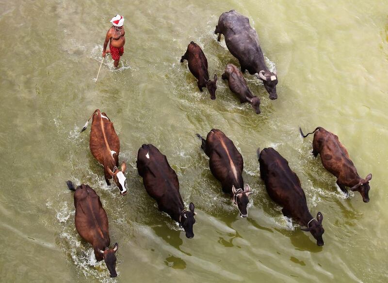 A man herds his cattle in the Ganges River in Allahabad, India. Jitendra Prakash / Reuters