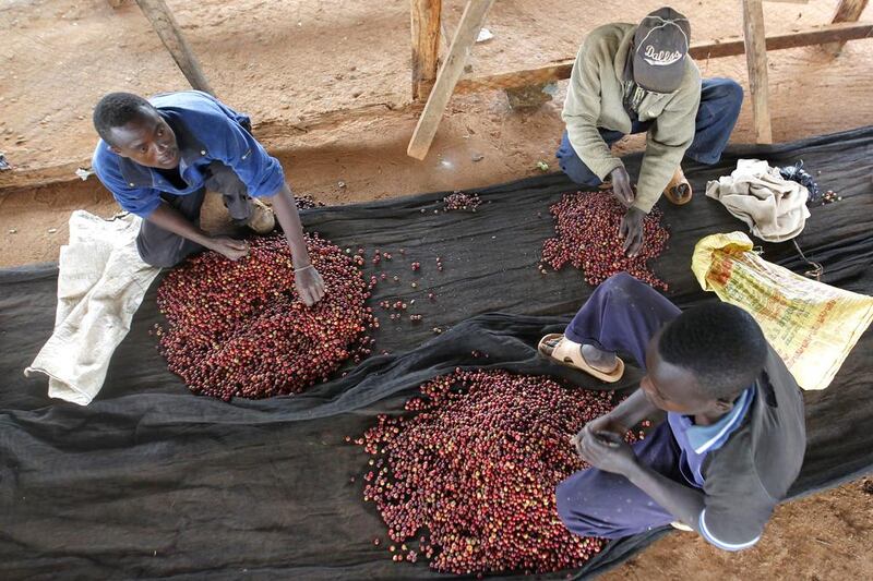 Workers sort coffee berries at a factory in Kienjege. Some Kenyan coffee farmers are losing their patience with coffee and are venturing into other enterprises or moving to cities. Thomas Mukoya / Reuters