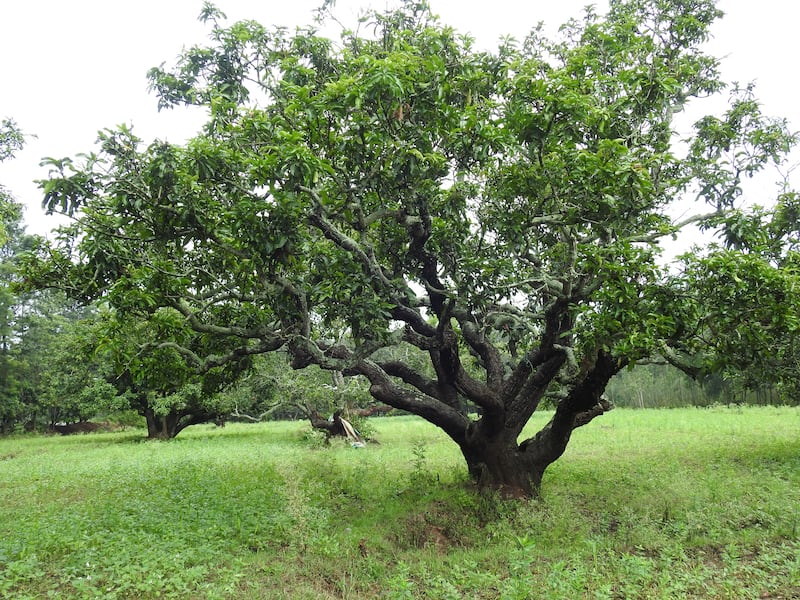 Some of the trees on Khan's farm are more than 200 years old and have been conserved for seven generations. Photo: Bindu Gopal Rao