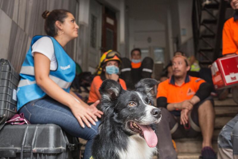 Flash, a Chilean rescue dog that located the first signs that there may be a survivor of the Beirut blast trapped in a destroyed home, sits resting in Beirut, Lebanon. Flash, a sniffer dog with a Chilean rescue crew responded to the presence of a person in the rubble of a building damaged in the deadly explosion on August 4. The condition of the person is unknown. Getty Images