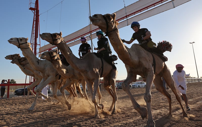 The final race of the Female Camel Racing Series C1 Championship season 2022-2023 at Al Marmoom Camel Racing Track gets under way.