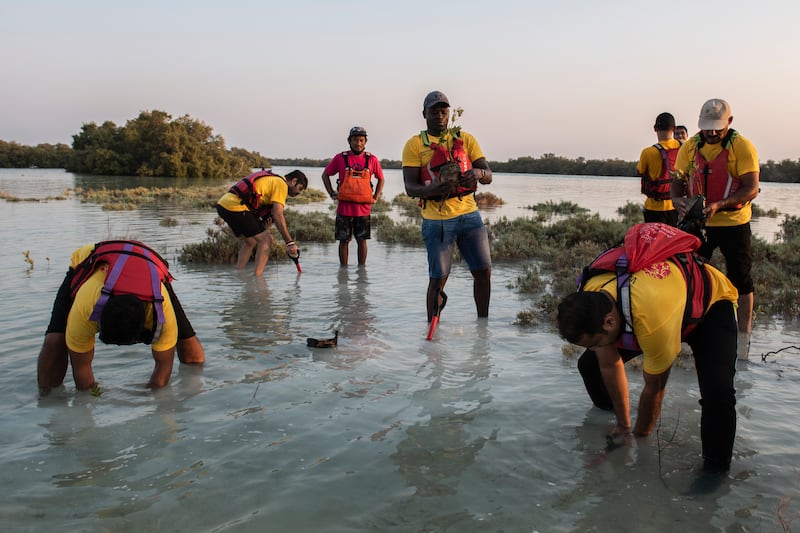 People plant mangroves during an event organised by Companies for Good on Jubail Island, Abu Dhabi. All photos: Vidhyaa Chandramohan