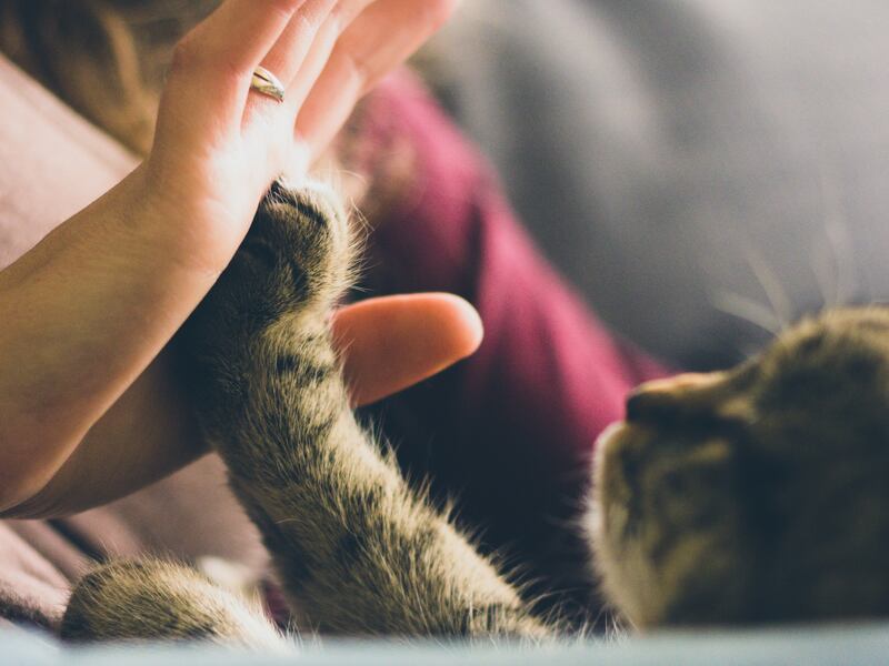 A pet will never forget the love you've shown them. Unsplash