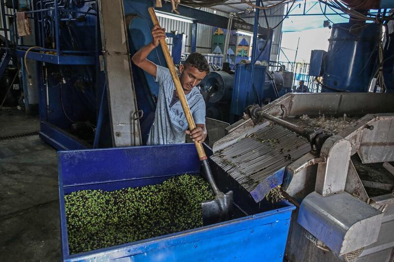 A Palestinian man sorts olives to be pressed at an olive oil factory in Khan Yunis in the southern Gaza Strip during the annual harvest season. AFP