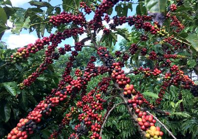 FILE PHOTO: The robusta coffee fruits are seen in Sao Gabriel da Palha, Espirito Santo state, Brazil.  Picture taken May 2, 2018. REUTERS/Jose Roberto Gomes/File Photo