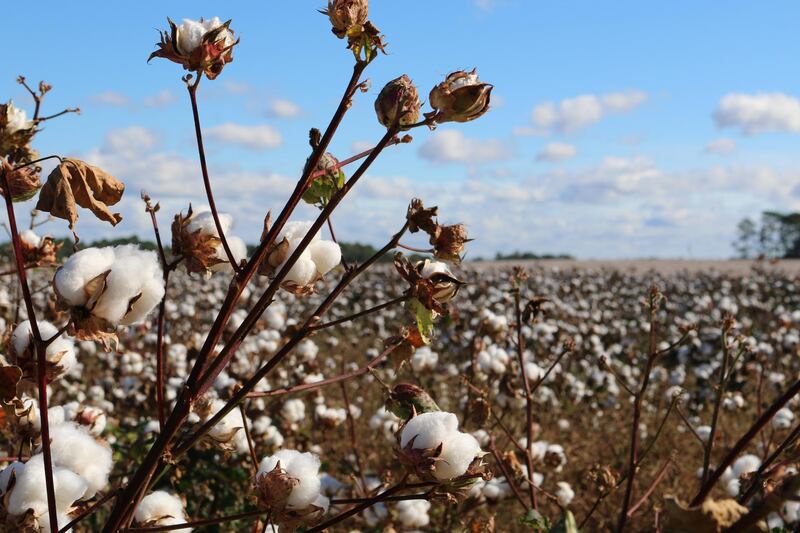 Western clothing brands are being boycotted in China because of cotton made in the Chinese region of Xinjiang. Unsplash