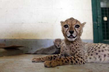 June 13, 2010/ Al Ain/ The Al Ain Zoo has received a few cheetah cubs that somebody was trying to smuggle into Dubai. Out of the 15 cheetahs smuggled in 10 have died June 13, 2010. (Sammy Dallal / The National)