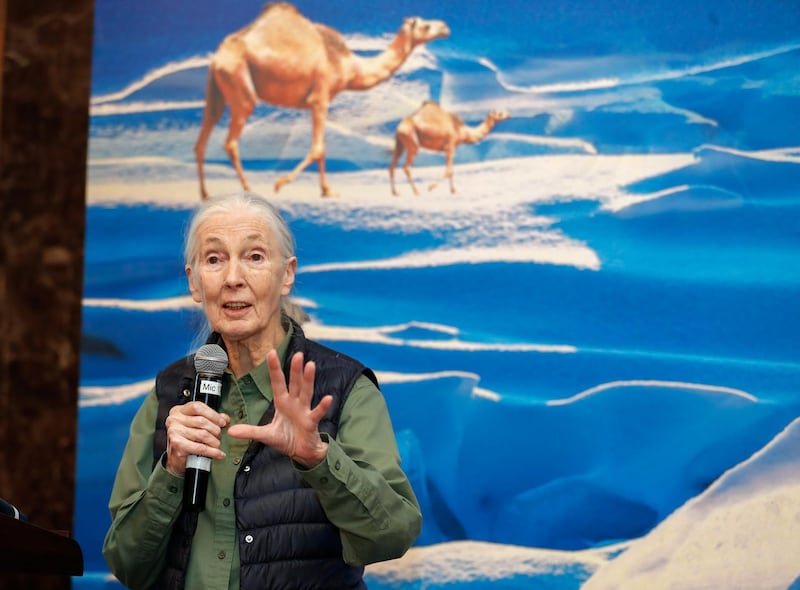 Abu Dhabi, U.A.E., January 25, 2018.   Climate Force Challenge with Jane Goodall.  Jane Goodall during the event.
Victor Besa / The National