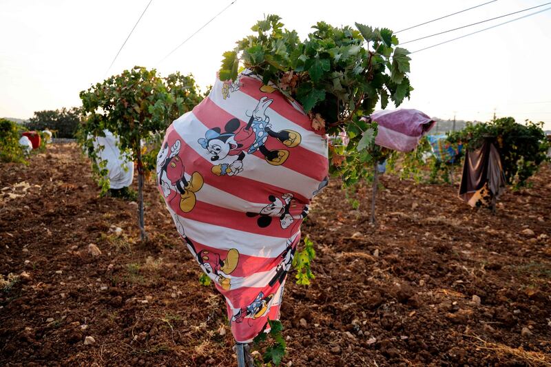 Grapevines covered with colourful bedroom linen and tablecloths to protect the grapes from the sun are pictured in the West Bank Palestinian city of Bethlehem. AFP