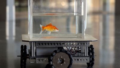 Six goldfish each received about 10 driving lessons in a study at Ben-Gurion University, in Israel. All photos: Reuters