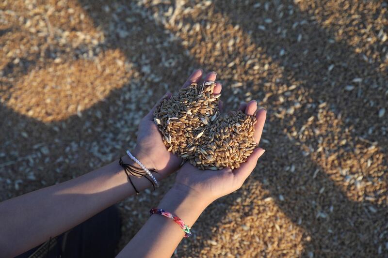 A wheat festival display in Jalamah village near the West Bank city of Jenin. EPA