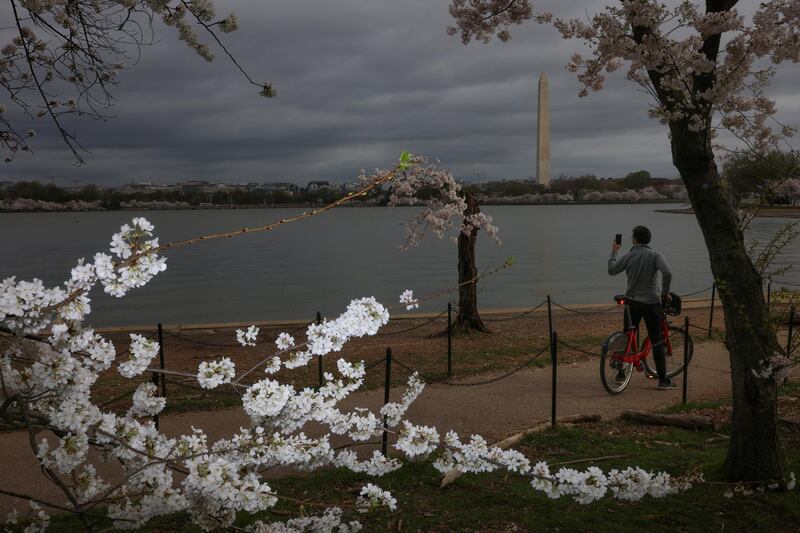 A visitor takes a cell phone photo of a distinguished cherry tree at the Tidal Basin near the National Mall in Washington, U.S., March 31, 2021. REUTERS/Tom Brenner