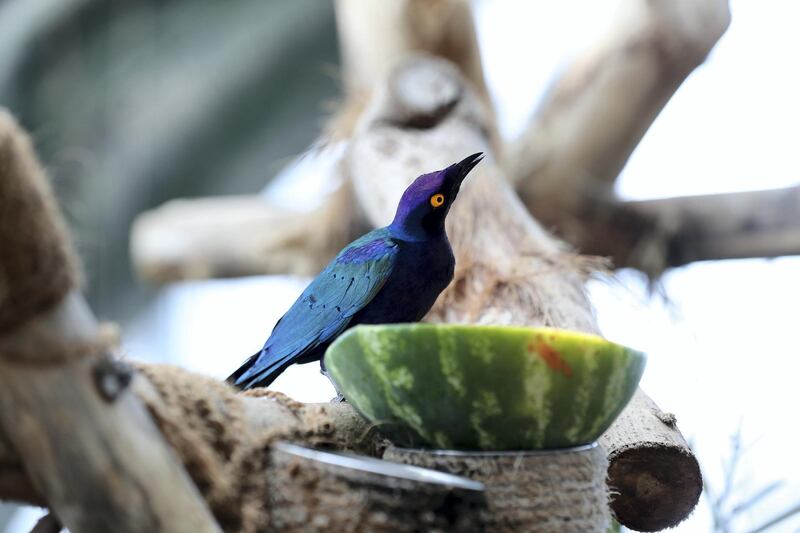 Dubai, United Arab Emirates - July 03, 2019: Purple glossy starling. The Green Planet for Weekender. Wednesday the 3rd of July 2019. City Walk, Dubai. Chris Whiteoak / The National
