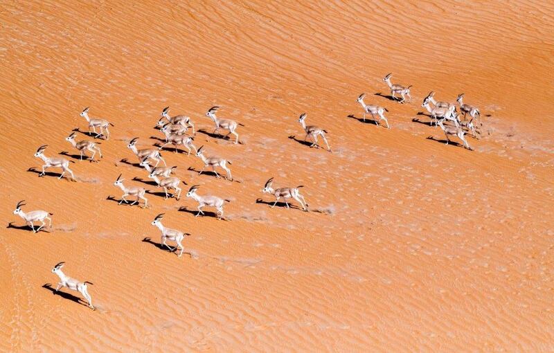 Gazelles spotted during the eight-day aerial survey conducted in the UAE capital by the Environment Agency - Abu Dhabi. Courtesy EAD