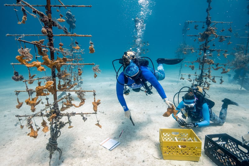 Coral bleaching is affecting large sections of Florida's famous reefs. The state has received funding from the UAE that has gone towards combating this climate change-related phenomenon