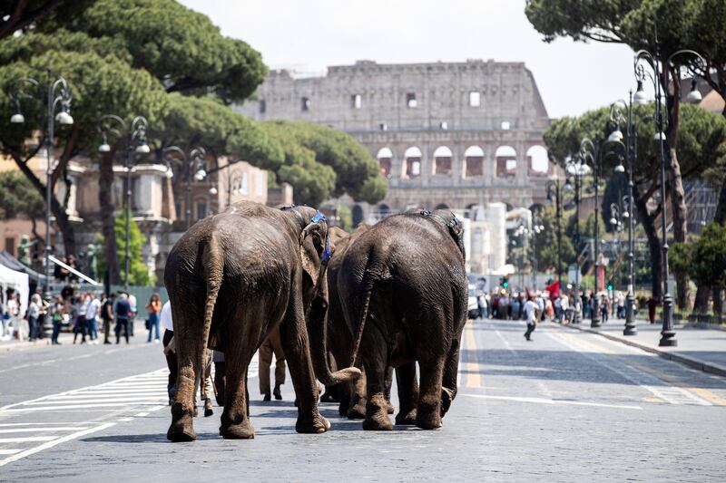 Elephants star in the film 'Il Sol dell'avvenire' by Italian director Nanni Moretti in Rome, Italy. EPA