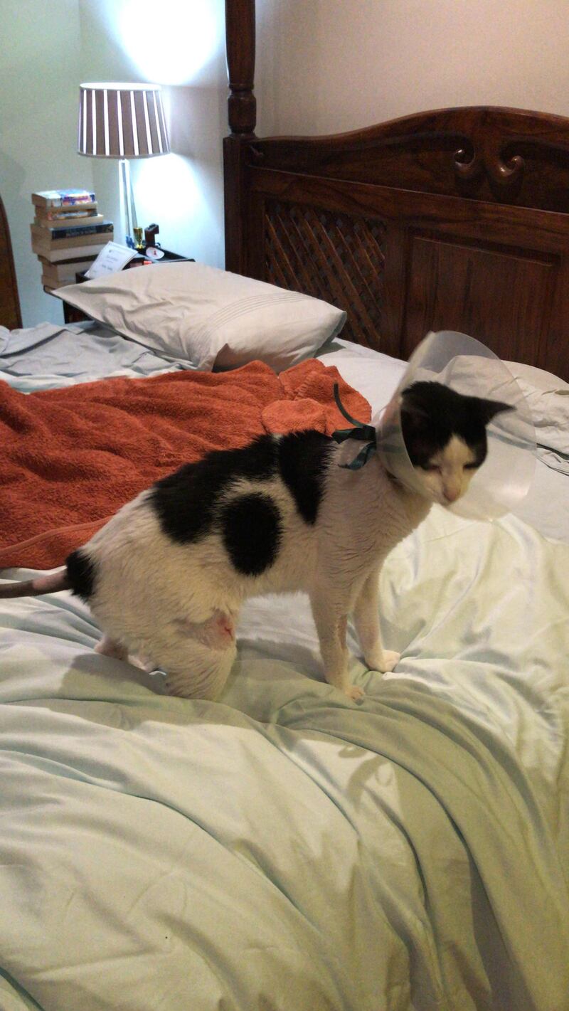 British resident Tanya-Jane Carter says her cat Samuel suffered a painful tail injury and several burns after he climbed into the engine bay of a neighbour’s car about two years ago. Courtesy: Tanya-Jane Carter