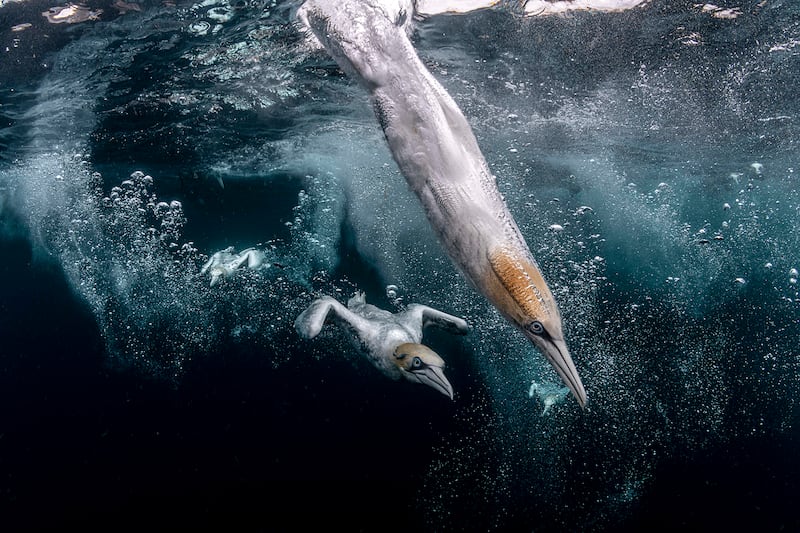 Second place in Ocean Photographer of the Year, Henley Spiers: 'Diving amidst the barrage of gannets, I witness the violent synchronicity of these impressive seabirds as they embark on fishing dives,' says Spiers of this photo taken in the UK's Isle of Noss. 'They hit the water at 60 miles per hour (96kmh), an impact they can only withstand thanks to specially evolved air sacs in the head and chest. The bird’s agility transfers from air to sea where it also swims with incredible speed.'