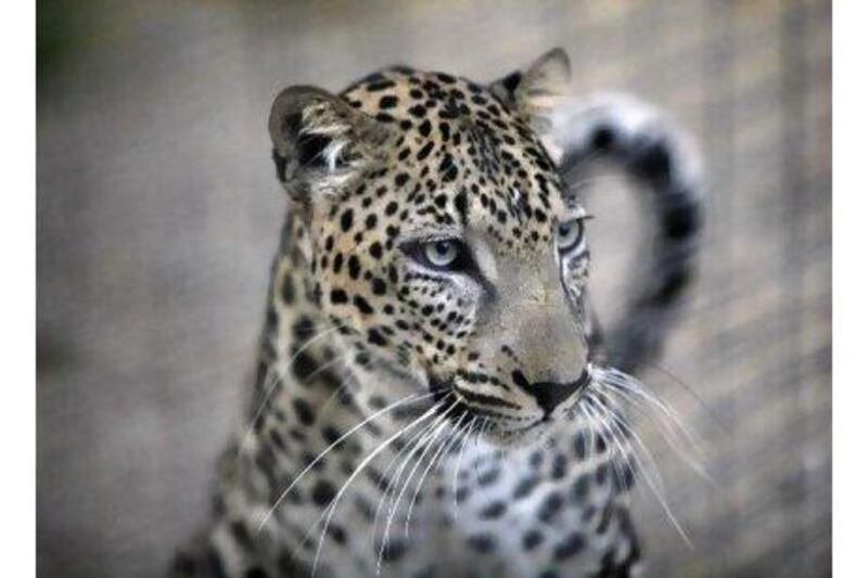 The Arabian leopard is critically endangered, with less than 200 still surviving in the wild in Oman. A reader applauds the conservation efforts of the Foundation for the Protection of the Arabian Leopard. Nicole Hill / The National