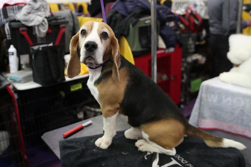 Tracer, a Beagle breed, sits patiently during the 143rd Westminster Kennel Club Dog Show in New York, U.S., February 11, 2019. Photo: Reuters