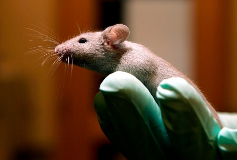 Police in Egypt say a man admitted to killing a South Valley University colleague's lab mice to stop her from achieving a degree. AP