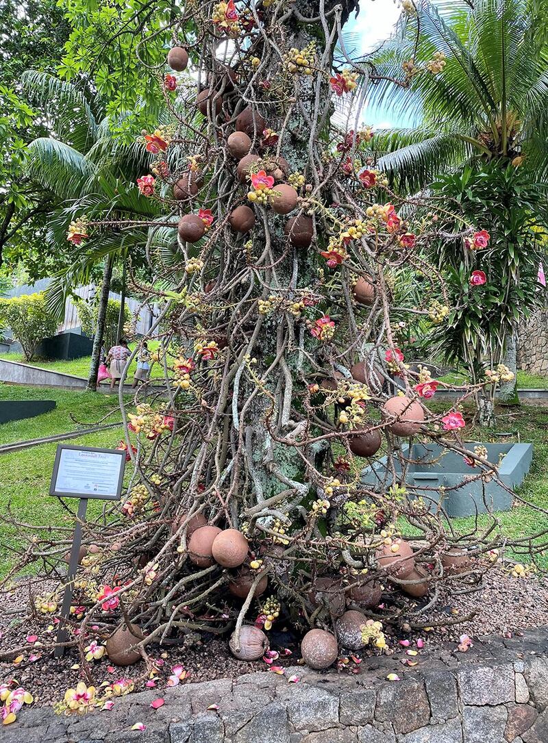 A cannonball tree at the entrance of Hilton Seychelles Northolme Resort & Spa. Courtesy Hilton Seychelles Northolme Resort & Spa