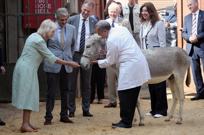 Camilla visits the Brooke Hospital for Animals in Cairo. EPA