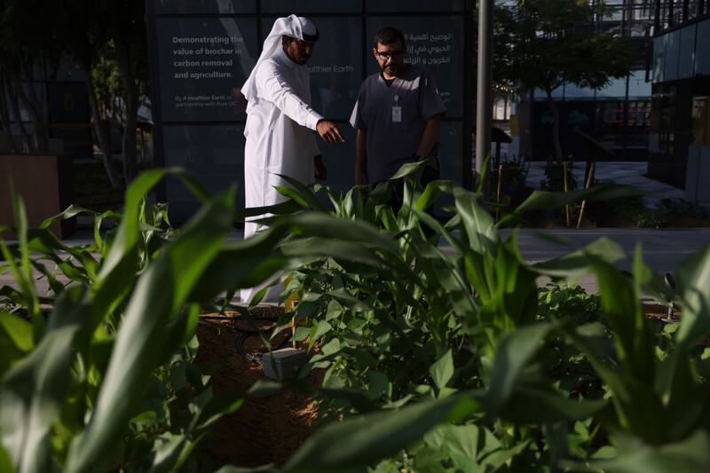The Emirates Biofarm in the Green Zone at Cop28, Expo City Dubai. Bloomberg