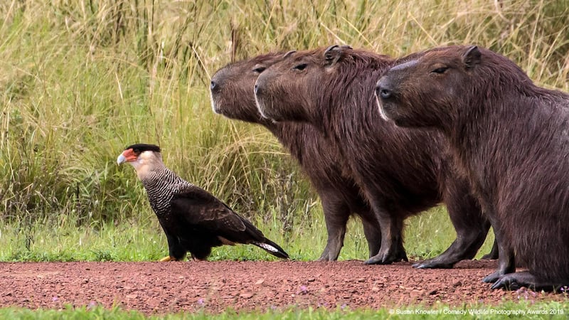 The Comedy Wildlife Photography Awards 2019
Susan Knowler
Victoria
Canada
Phone: 2504746581
Email: susanknowler@shaw.ca
Title: Lost
Caption: Once again, Cecil forgot the map!
Description: The caracaras and capybaras have a friendly relationship.
Animal: Northern crested caracara and capybara
Location of shot: Rincon del Socorro, Ibera Wetlands, Argentina