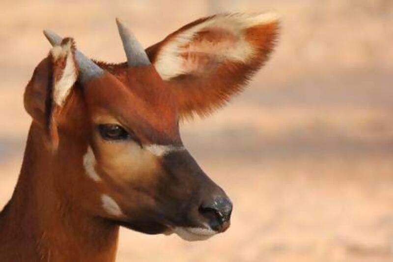 The eastern or mountain bongo is classified as critically endangered by the International Union for Conservation of Nature (IUCN). It survives in just one isolated area in central Kenya. Courtesy Al Bustan Zoological Centre