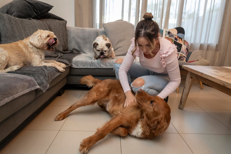 Ms Champion with the dogs she has adopted: schnauzer cross Reggie, golden retriever Toby and Daisy the bulldog. 'The vet bills are difficult to deal with,' she says