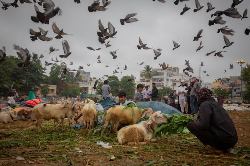 Feeding sheep in a temporary livestock market in Bengaluru, southern India, in the lead up to Eid Al Adha. Getty Images